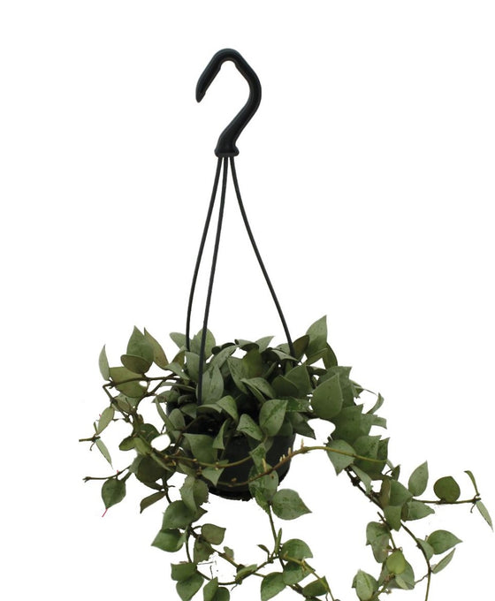 Hoya krohniana 'Eskimo' Image 6