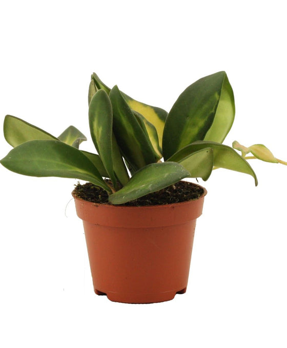 Hoya sp. aff. burtoniae (Variegated) Image 1