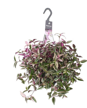 Tradescantia fluminensis 'Quadricolor'