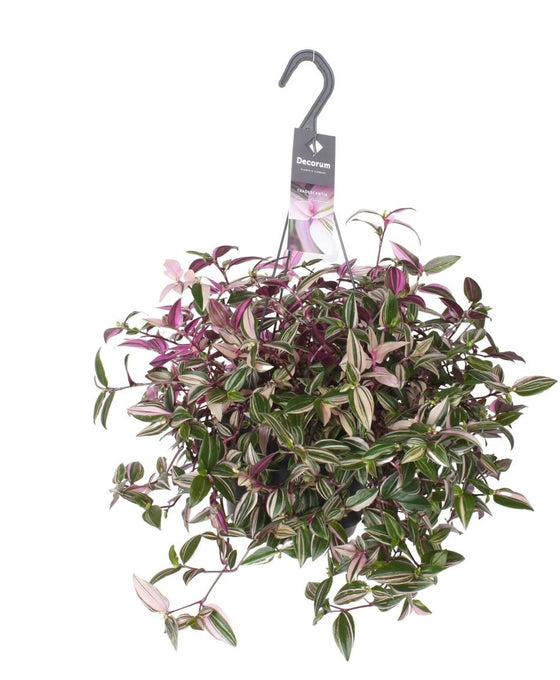 Tradescantia fluminensis 'Quadricolor' Image 1