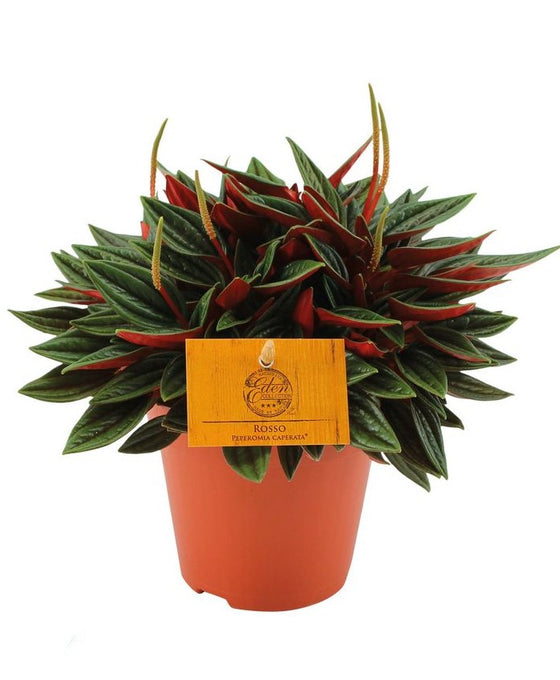 Peperomia 'Eden Rosso' Image 2