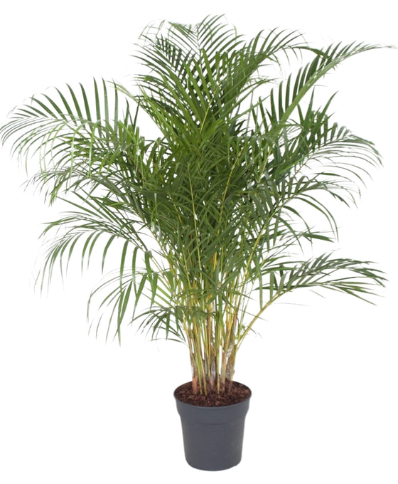 Chrysalidocarpus lutescens (syn. Dypsis lutescens) Areca Palm Image 2