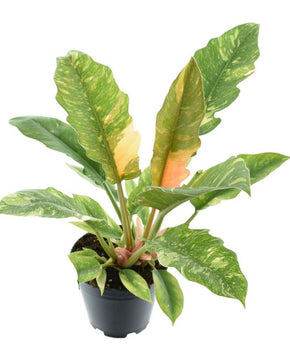 Philodendron ﻿'Ring of Fire'