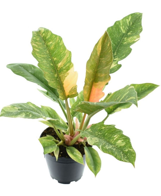 Philodendron ﻿'Ring of Fire' Image 1