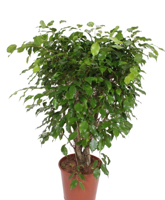 Ficus benjamina Image 3