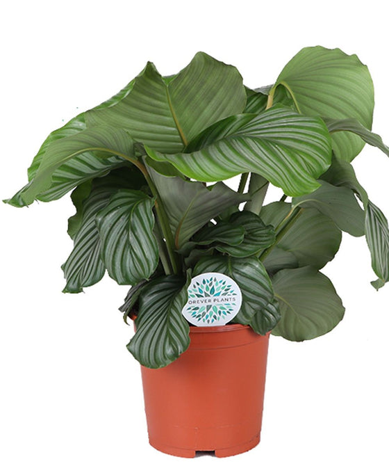 Calathea orbifolia Image 5