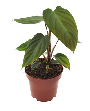 Philodendron Nangaritens