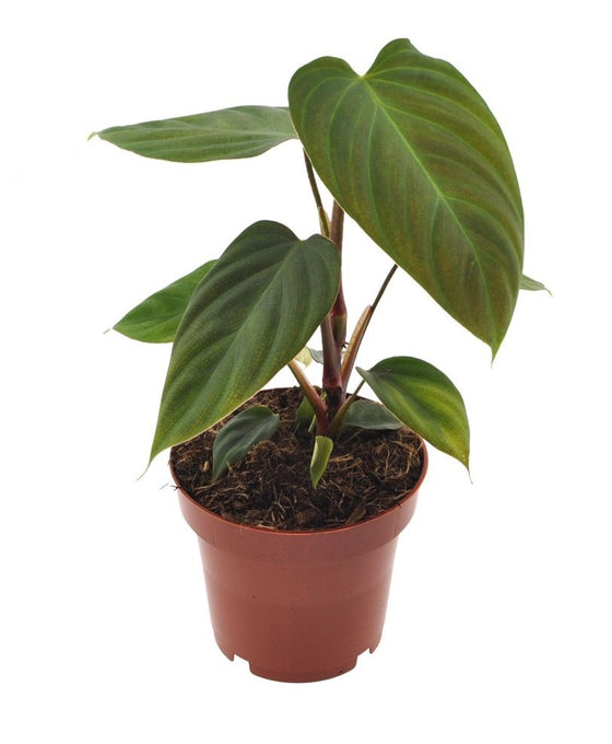 Philodendron Nangaritens Image 1