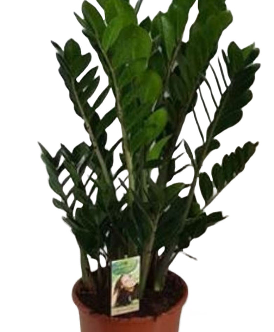 Zamioculcas zamiifolia - ZZ plant Image 7