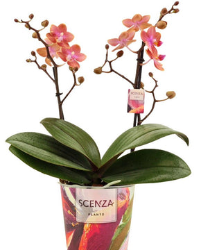 Phalaenopsis