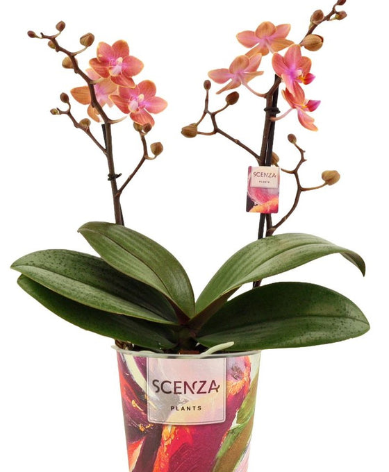 Phalaenopsis Image 1
