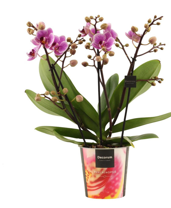 Phalaenopsis Image 4