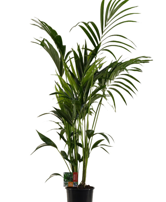 Howea forsteriana - Kentia Palm Image 8