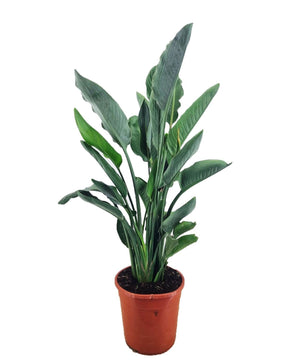 Strelitzia reginae