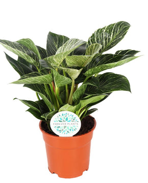 Philodendron ‘Birkin’