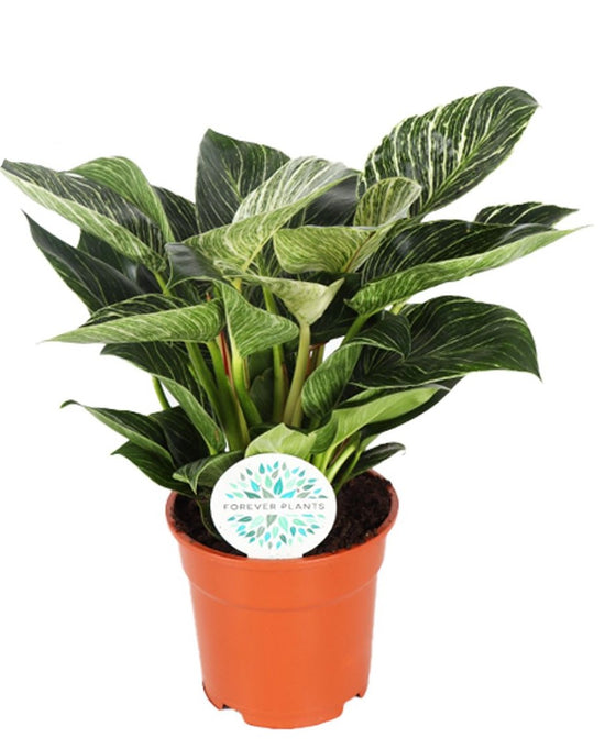 Philodendron ‘Birkin’ Image 1