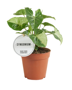 Syngonium panda