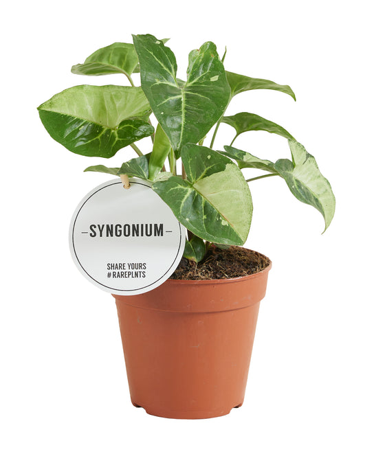 Syngonium panda Image 1