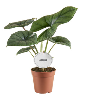 Alocasia 'Bisma Silver'