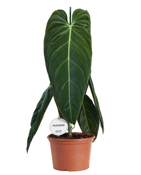 Philodendron melanochrysum