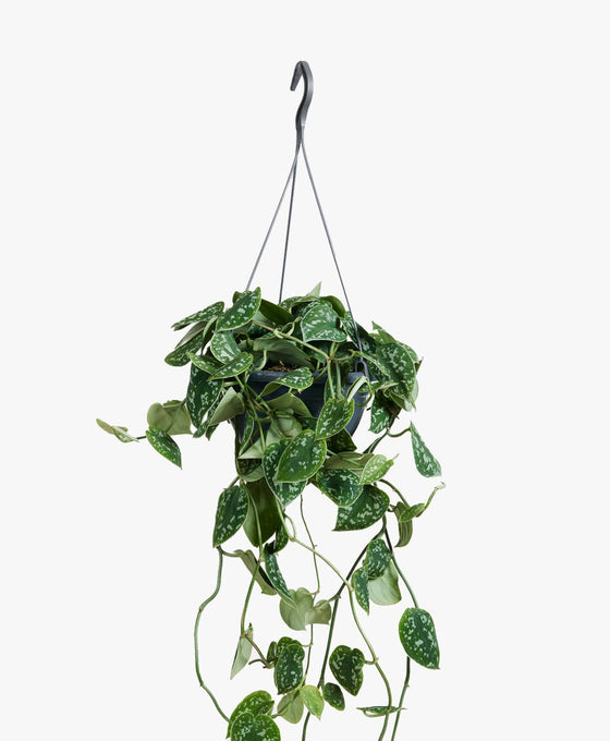 Scindapsus pictus 'Argyraeus' - Satin Pothos Image 3