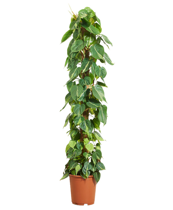 Philodendron scandens 'Brazil' Image 4
