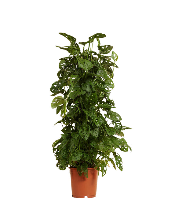 Monstera adansonii Image 4