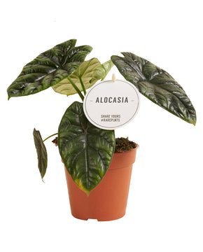 Alocasia	sinuata