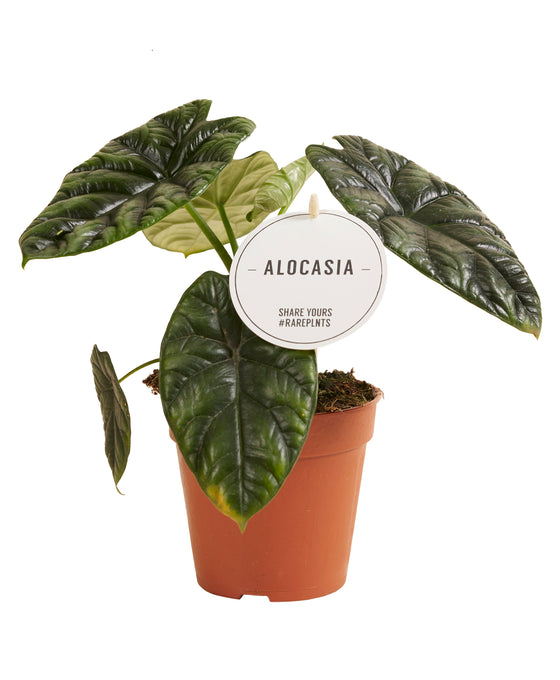 Alocasia	sinuata Image 1