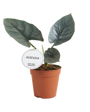 Alocasia 'Nebula'