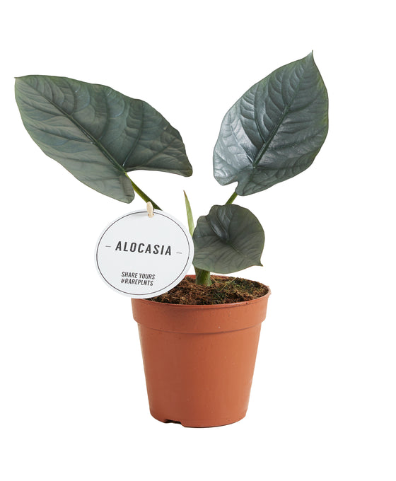 Alocasia 'Nebula' Image 1
