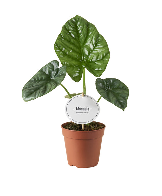 Alocasia 'Lukiwan' Image 1