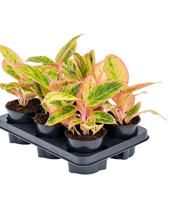 Aglaonema 'Salmon Fantasy' Image 2