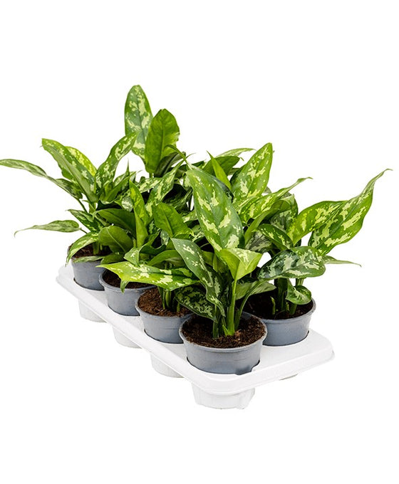 Aglaonema 'Maria' Image 4