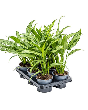 Aglaonema 'Cutlass'