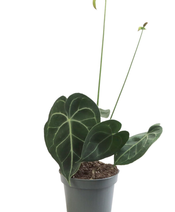 Anthurium clarinervium Image 4