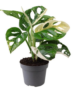 Monstera adansonii 'Variegata'