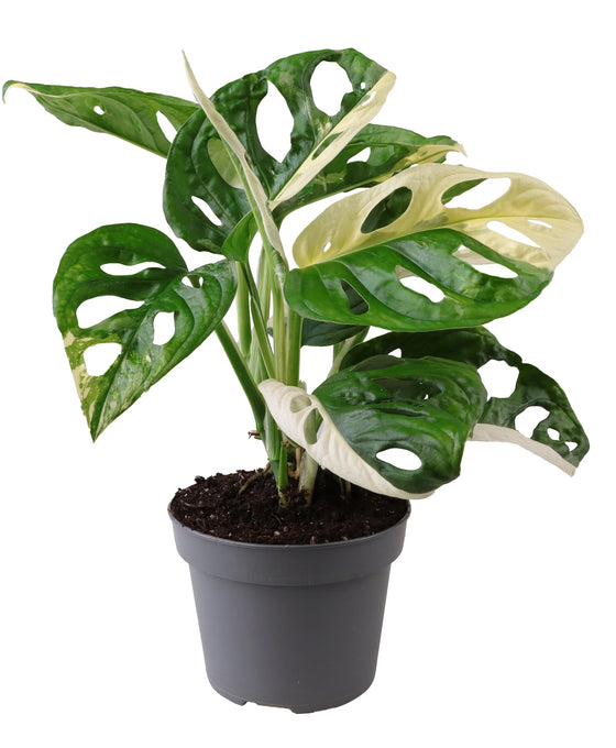 Monstera adansonii 'Variegata' Image 3