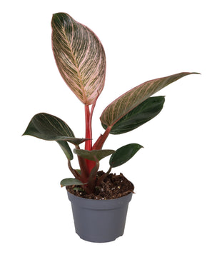 Philodendron 'Pink' Birkin