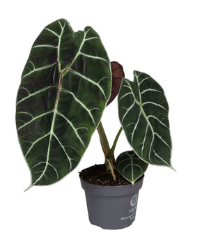 Alocasia watsonia