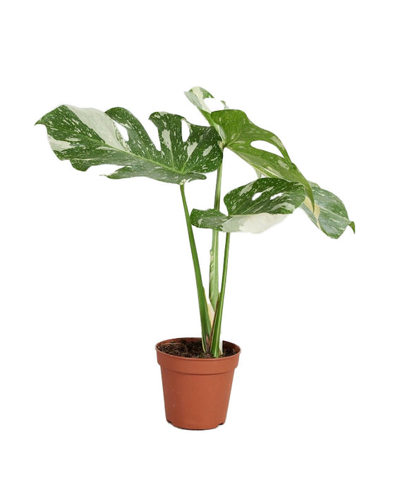 Monstera deliciosa 'Thai Constellation' Image 3
