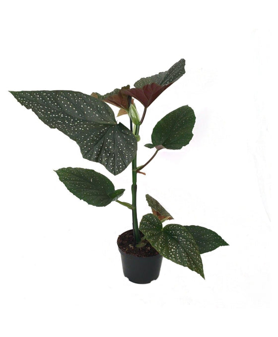 Begonia 'Lucerna' Image 2