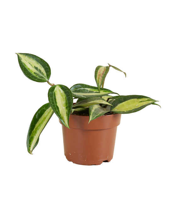 Hoya latifolia 'Pot of Gold' Image 2