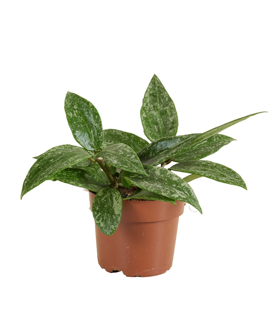 Hoya rangsan Image 3