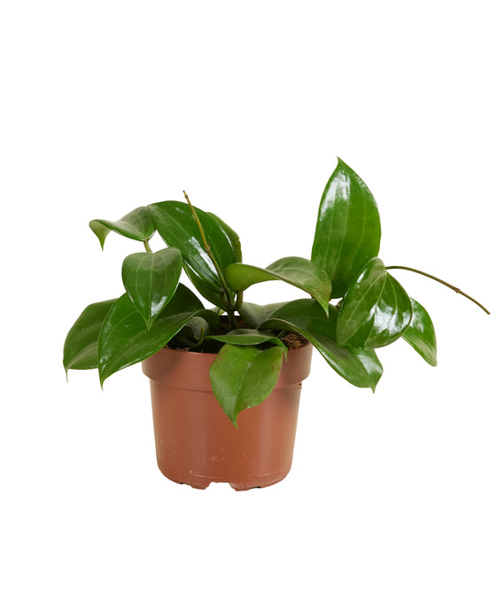 Hoya quinquenervia Image 1