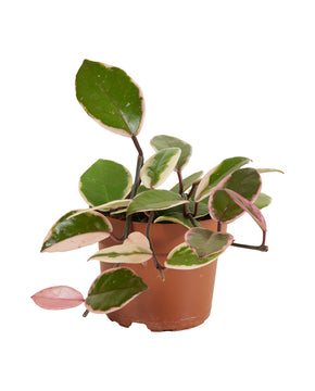 Hoya carnosa 'Flamingo Dream'