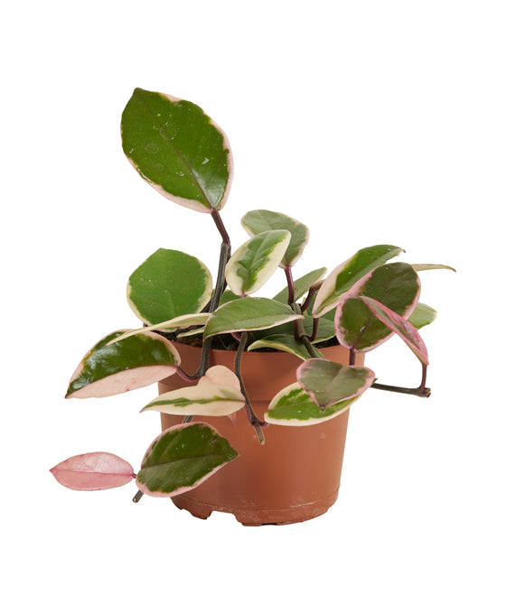 Hoya carnosa 'Flamingo Dream' Image 1
