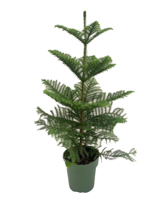 Araucaria heterophylla - Norfolk Island Pine Image 3