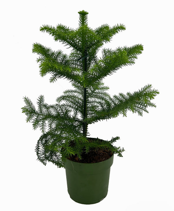 Araucaria heterophylla - Norfolk Island Pine Image 4