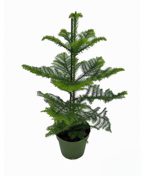 Araucaria heterophylla - Norfolk Island Pine Image 2